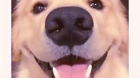 抖音网红狗子与我吃瓜,一场吃瓜盛宴的欢乐互动