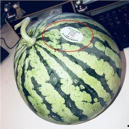 网红吃瓜技巧,轻松解锁娱乐圈最新瓜果技巧