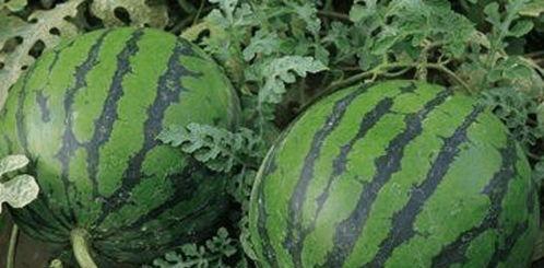 网红捡西瓜吃瓜视频,现场直播吃瓜乐趣无限