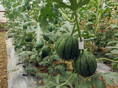 51.吃瓜网,揭秘娱乐圈最新热点，带你畅游八卦海洋