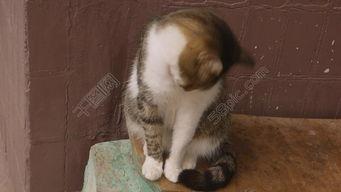 吃瓜猫咪影视下载官网,海量资源一网打尽