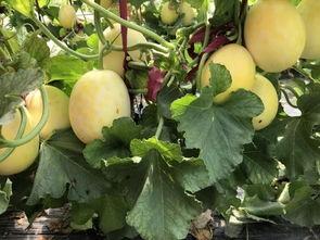 界首网红吃瓜视频大全集,揭秘网络红人幕后趣事