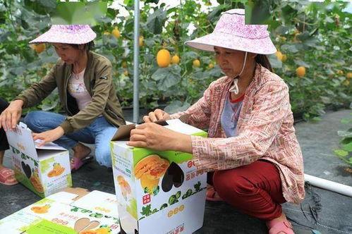 网红回村吃瓜,揭秘乡村生活新风尚